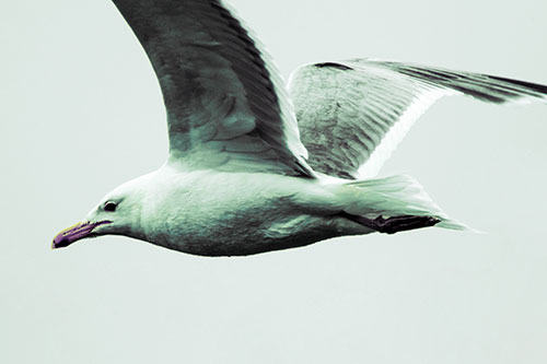 Flying Seagull Close Up During Flight (Blue Tint Photo)