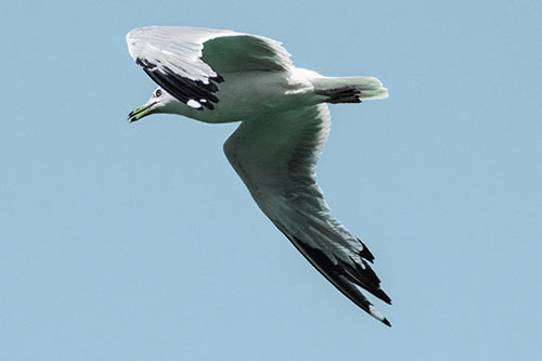 Flying Seagull Searching For Fishy Breakfast (Blue Tint)