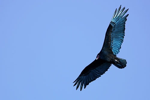 Flying Turkey Vulture Hunts For Food (Blue Tint Photo)