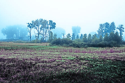 Fog Lingers Beyond Tree Clusters (Blue Tint Photo)