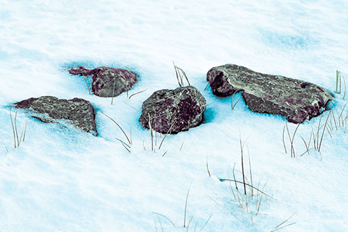 Four Big Rocks Buried In Snow (Blue Tint Photo)