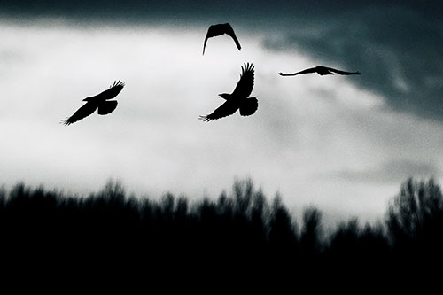 Four Crows Flying Above Trees (Blue Tint Photo)