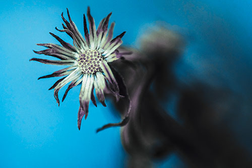Freezing Aster Flower Shaking Among Wind (Blue Tint Photo)