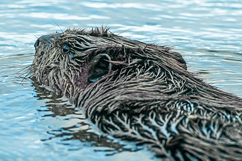 Frightened Beaver Swims Upstream River (Blue Tint Photo)