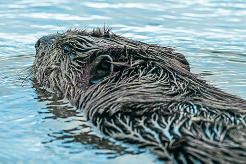 Frightened Beaver Swims Upstream River (Blue Tint)