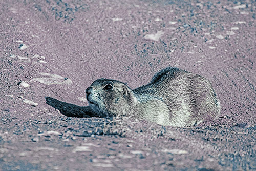 Frightened Russet Ground Squirrel Crouching Atop Dirt Mound (Blue Tint)