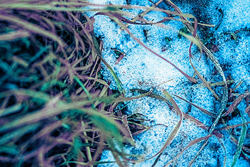 Frowning Grass Face Buried Among Snow (Blue Tint)