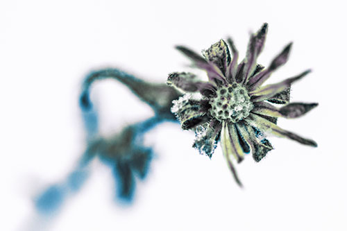 Frozen Ice Clinging Among Bending Aster Flower Petals (Blue Tint Photo)