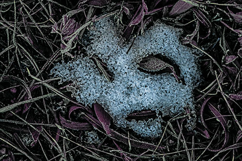 Frozen Leaf Eyed Snow Face Among Frosty Grass (Blue Tint)