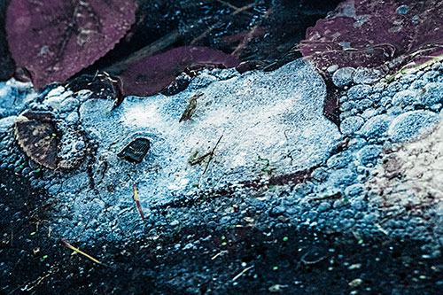 Frozen Rubber Eyed Ice Face Smiling Among Floating Leaves (Blue Tint)