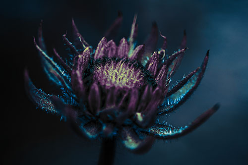 Fuzzy Unfurling Sunflower Bud Blooming (Blue Tint Photo)