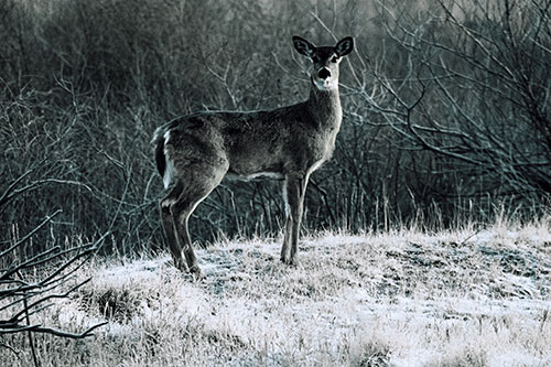 Gazing White Tailed Deer Standing Atop High Ground (Blue Tint Photo)