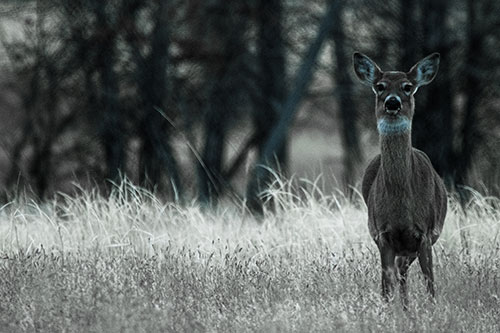 Gazing White Tailed Deer Watching Among Feather Reed Grass (Blue Tint Photo)