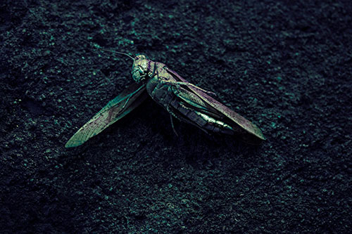 Giant Dead Grasshopper Laid To Rest (Blue Tint Photo)