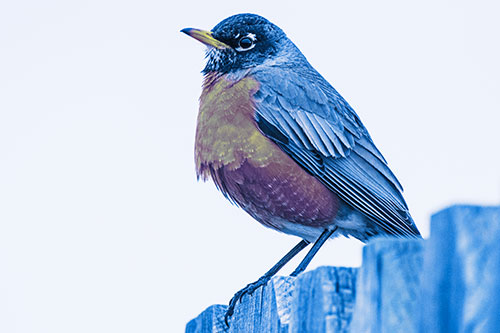 Glaring American Robin Standing Guard Atop Wooden Fence (Blue Tint Photo)