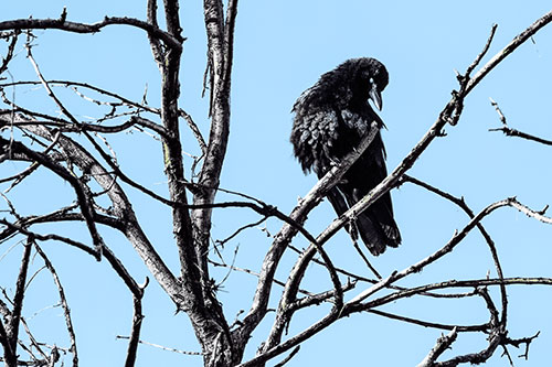 Glaze Eyed Crow Tilting Head Among Dead Tree Branches (Blue Tint)