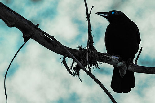 Glazed Eyed Crow Gazing Sideways Along Sloping Tree Branch (Blue Tint)