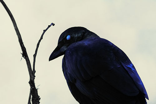 Glazed Eyed Crow Hunched Over Atop Tree Branch (Blue Tint Photo)
