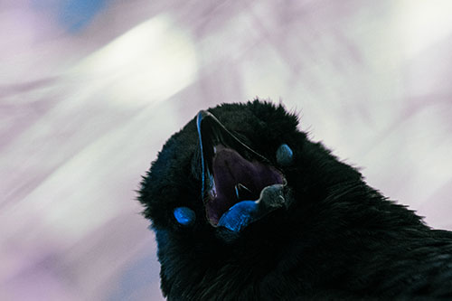 Glazed Eyed Tongue Screaming Crow (Blue Tint Photo)