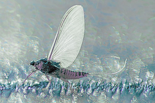 Glistening Mayfly Enjoying Bright Sunlight (Blue Tint)