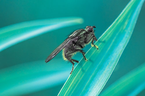 Golden Dung Fly Perched Along Sloping Fescue Grass Blade (Blue Tint)