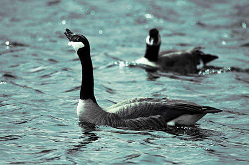 Goose Honking Loudly On Lake Water (Blue Tint Photo)