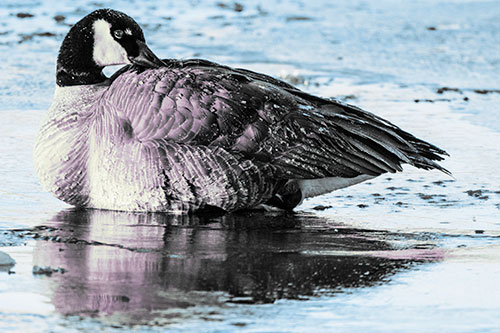 Goose Resting Atop Ice Frozen River (Blue Tint Photo)