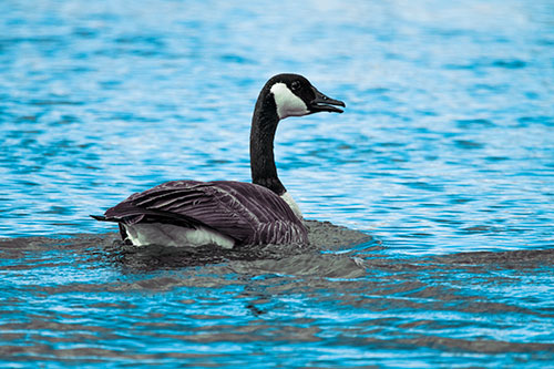 Goose Swimming Down River Water (Blue Tint Photo)