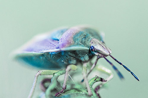 Gorse Shieldbug Standing Atop Gumplant (Blue Tint)