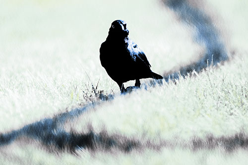 Grackle Bird Walking Down Shadow Line (Blue Tint Photo)