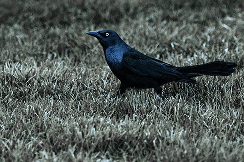 Grackle Walking Among Fresh Cut Grass (Blue Tint)