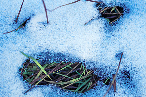Grass Blade Face Pierces Through Melting Snow (Blue Tint Photo)