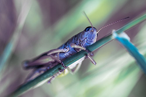 Grasshopper Cuddles Grass Blade Tightly (Blue Tint Photo)