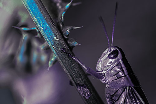 Grasshopper Hangs Onto Weed Stem (Blue Tint Photo)