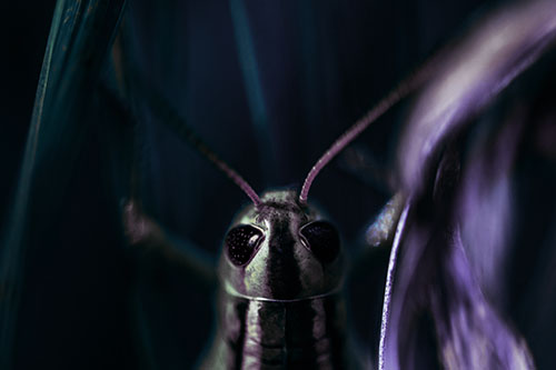 Grasshopper Holds Tightly Among Windy Grass Blades (Blue Tint)