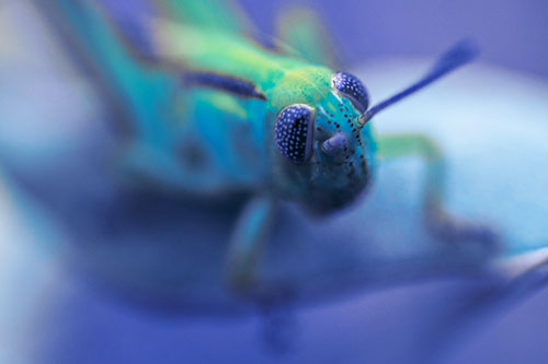 Grasshopper Perched Atop Plant Leaf (Blue Tint Photo)