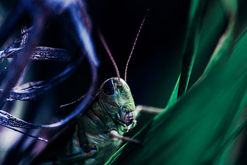 Grasshopper Perched Between Dead And Alive Grass (Blue Tint)