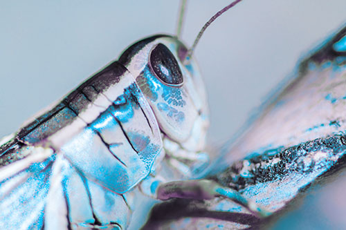 Grasshopper Rests Atop Ascending Branch (Blue Tint Photo)
