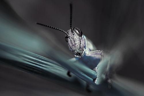 Grasshopper Rides Grass Blades Among Wind (Blue Tint)
