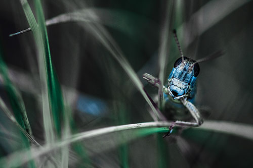 Grasshopper Smiling Among Intersecting Grass Blades (Blue Tint)