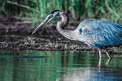 Great Blue Heron Beak Dripping Water (Blue Tint Photo)