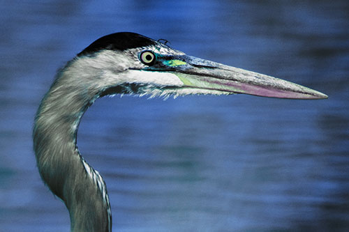 Great Blue Heron Beyond Water Reed Grass (Blue Tint Photo)