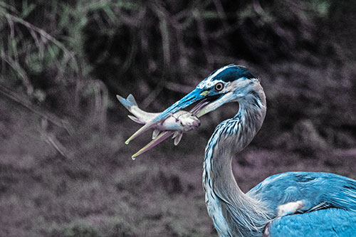 Great Blue Heron Clamps Trout Fish Between Beak (Blue Tint)