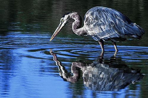 Great Blue Heron Snatches Pond Fish (Blue Tint Photo)