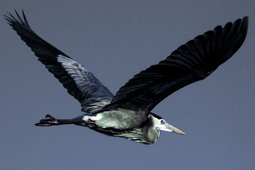 Great Blue Heron Soaring The Sky (Blue Tint)