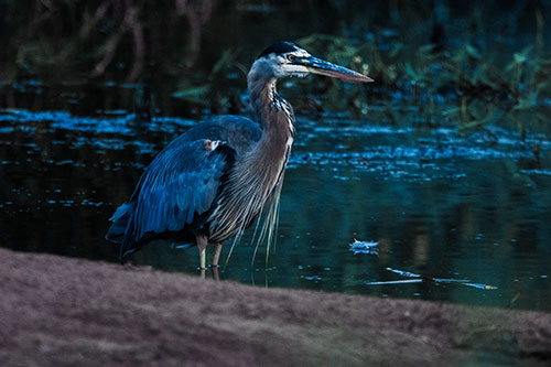 Great Blue Heron Standing Among Shallow Water (Blue Tint Photo)