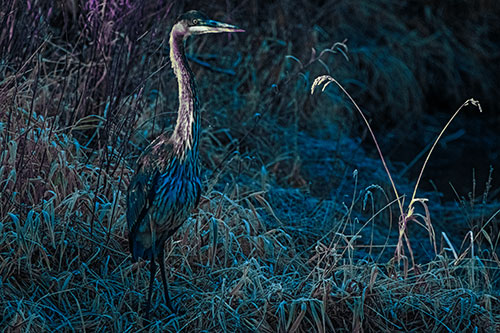 Great Blue Heron Standing Tall Among Feather Reed Grass (Blue Tint Photo)