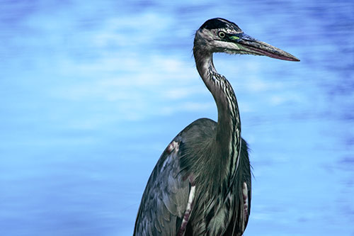 Great Blue Heron Standing Tall Among River Water (Blue Tint Photo)