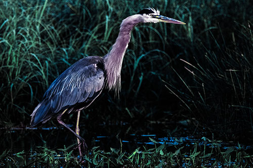Great Blue Heron Wading Across River (Blue Tint Photo)