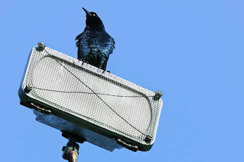 Great Tailed Grackle Keeping Watch Atop Light Pole (Blue Tint)
